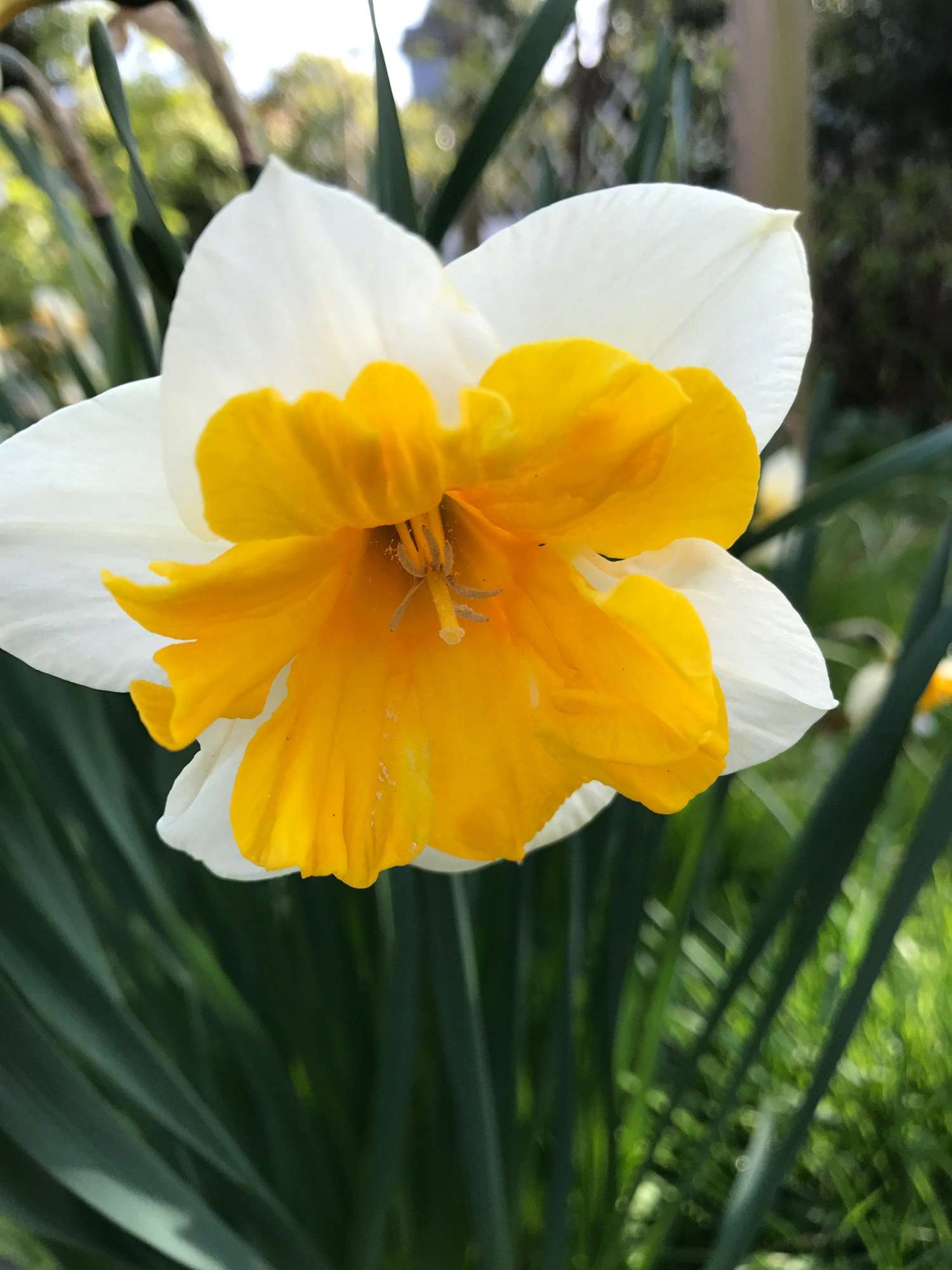Narzisse 'Orangery' - Narcisser